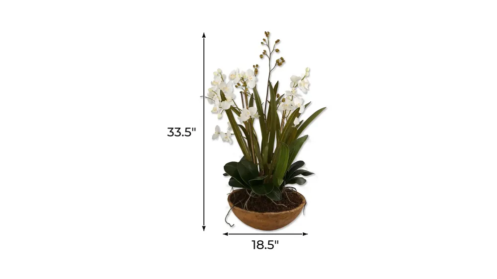 Moth Orchid Planter Dimensions
