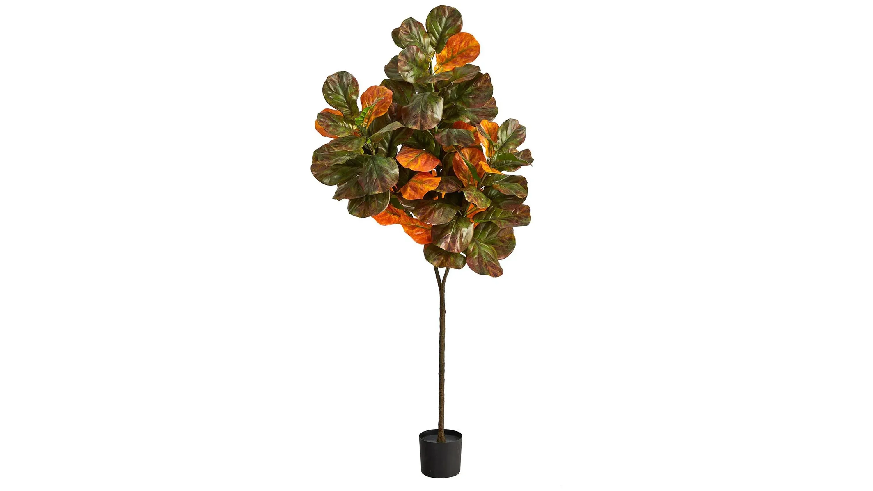 Fall foliage 6ft Fiddle Leaf Tree | Raymour & Flanigan
