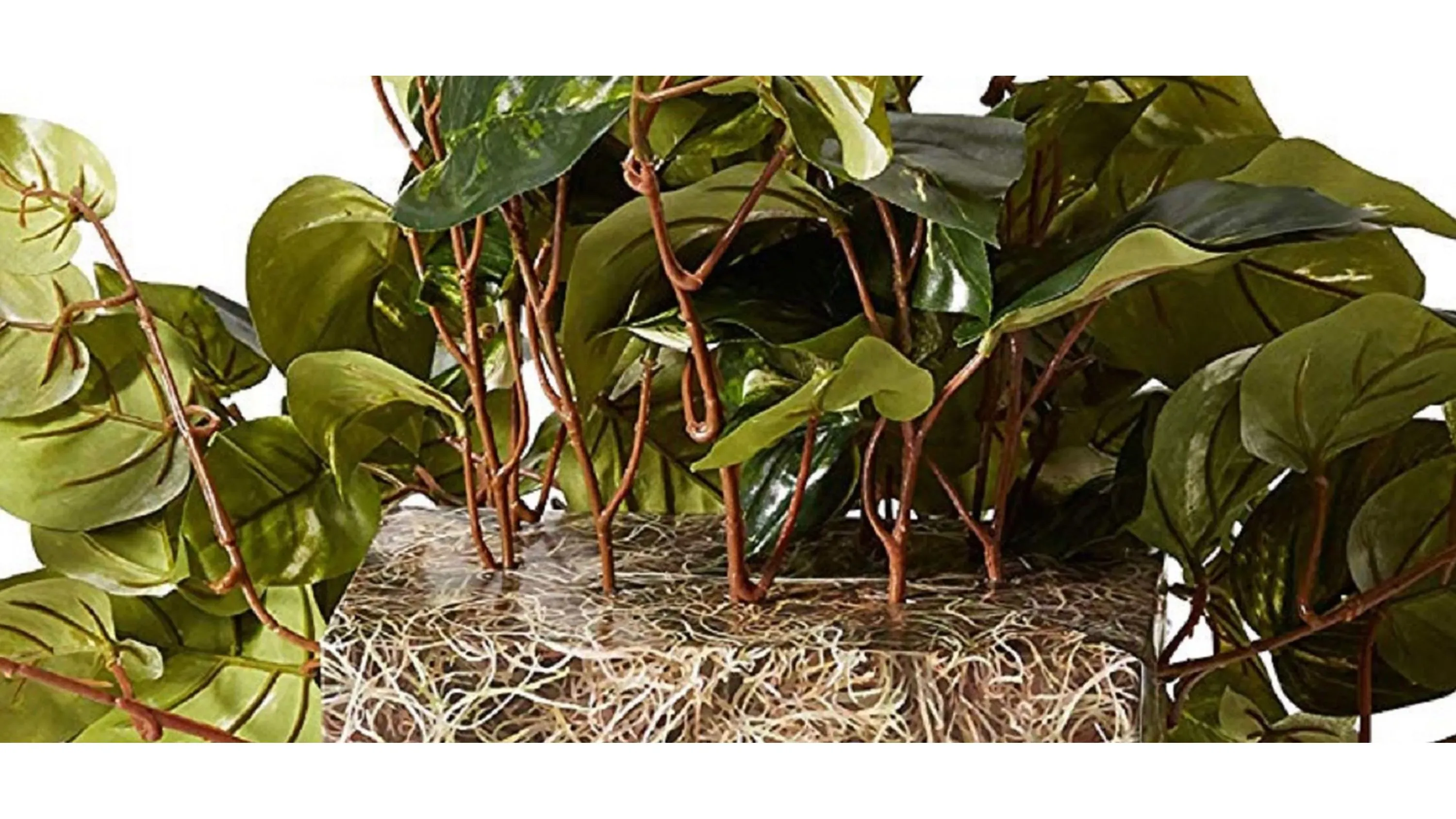 Pothos Ledge Plant (Set on Foam) Silk Plant | Raymour & Flanigan
