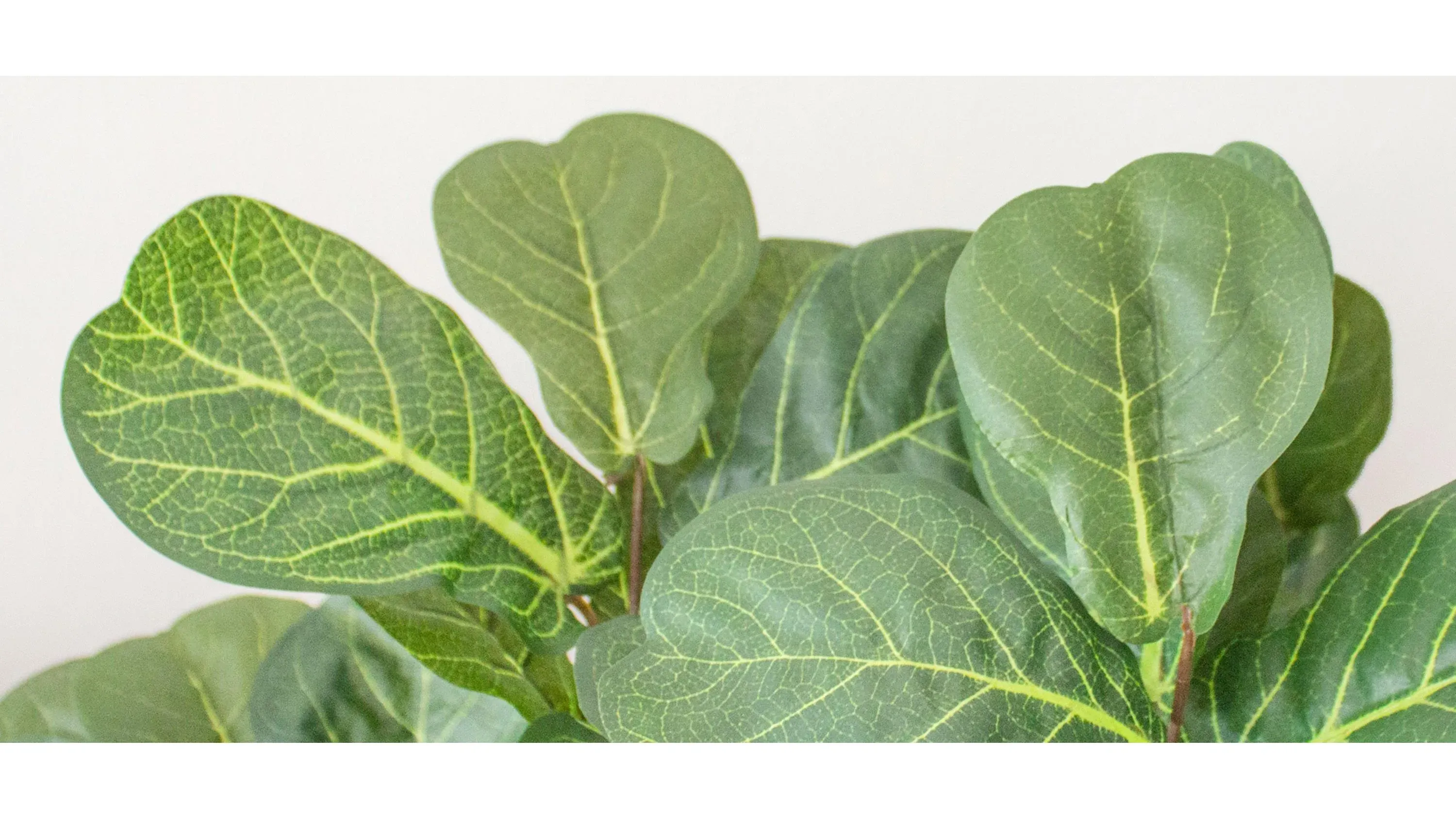 extra large money tree 5-7ft Tall Money Tree: Good Luck and Great Looks – Dahing Plants