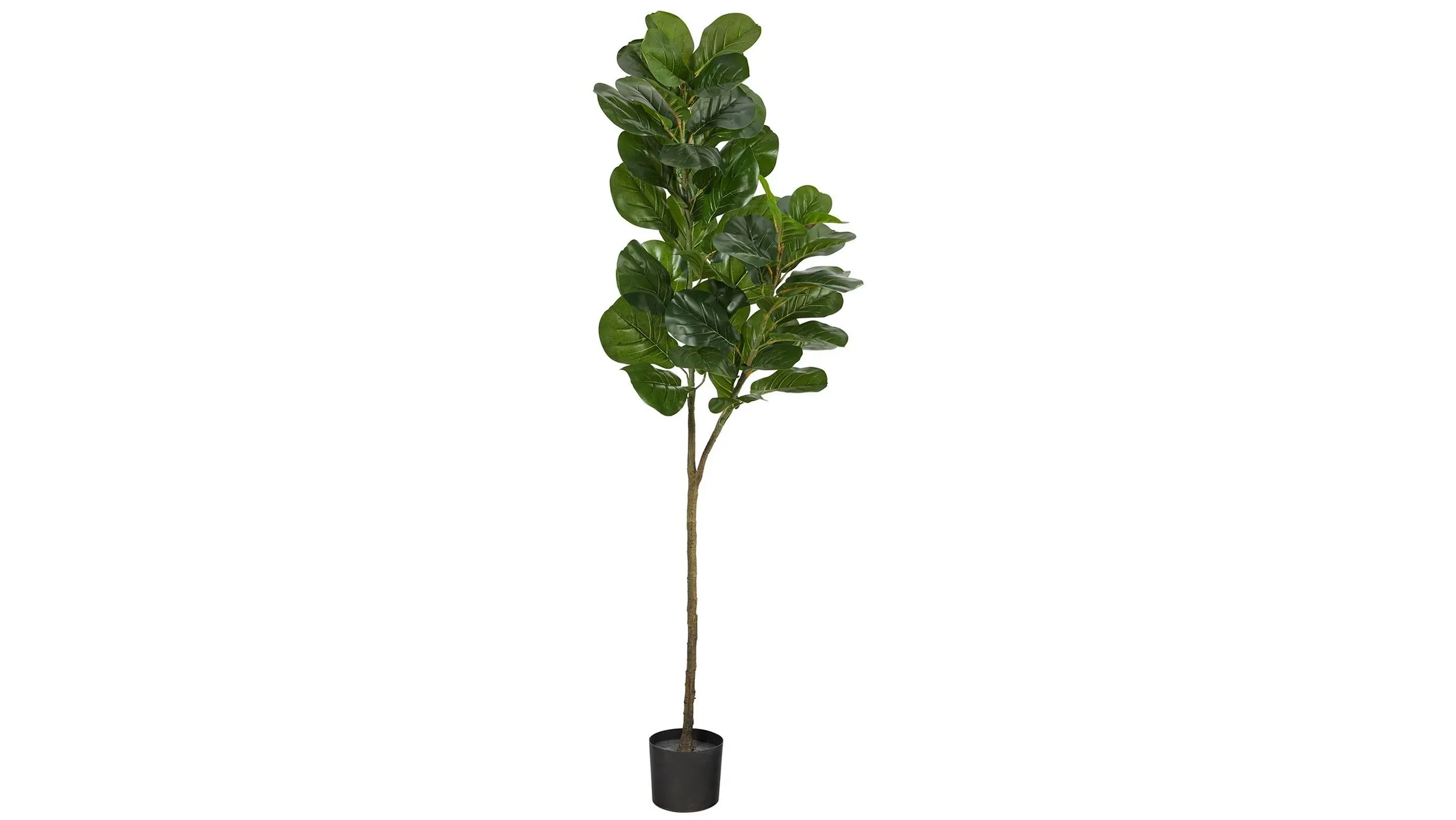 buy philodendron canada Order Brazil Philodendron in Canada main image 0
