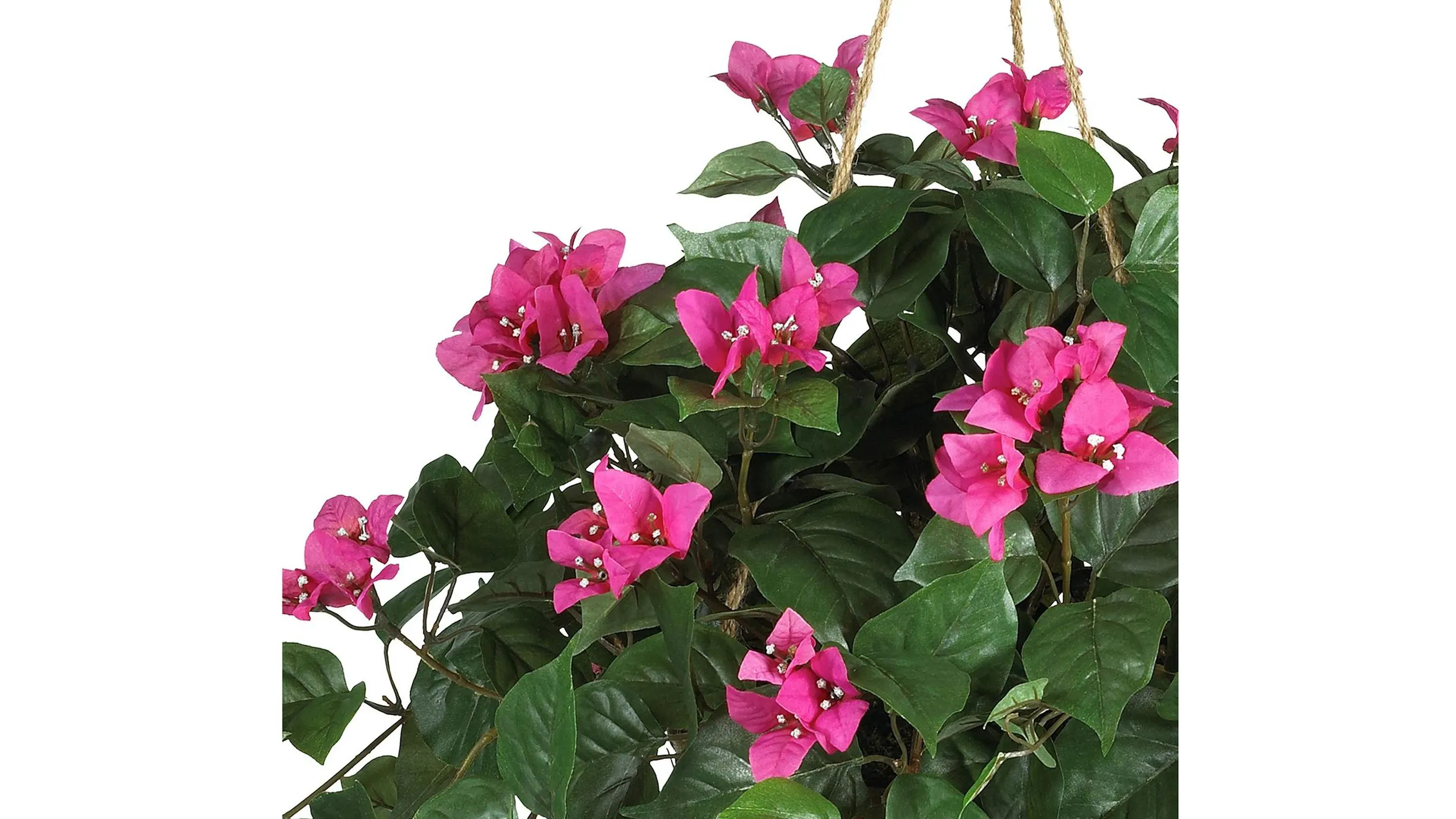 Bougainvillea Hanging Basket Silk Plant