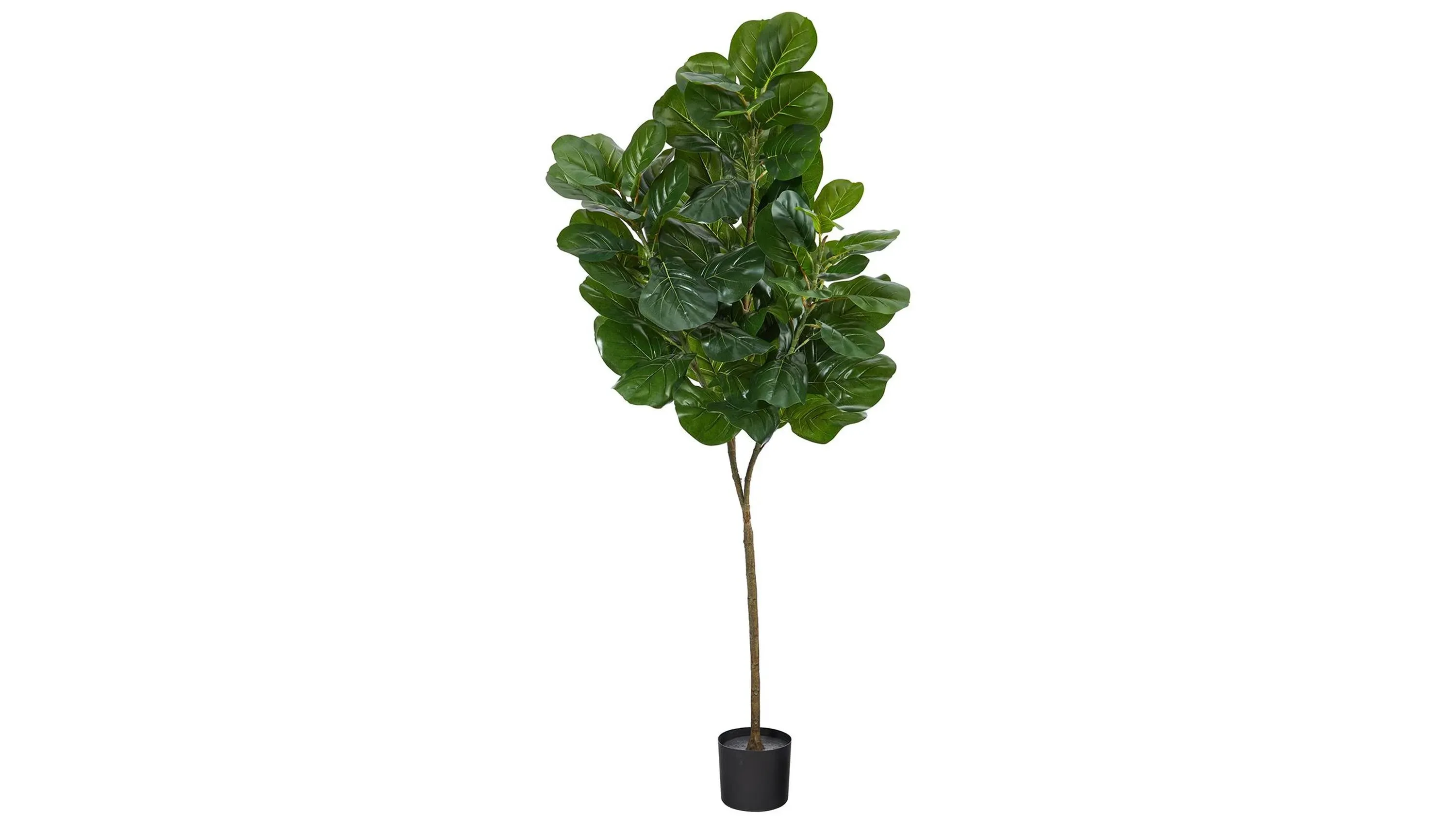 dracaena compacta janet craig Dracaena 'Janet Craig Compacta' 10