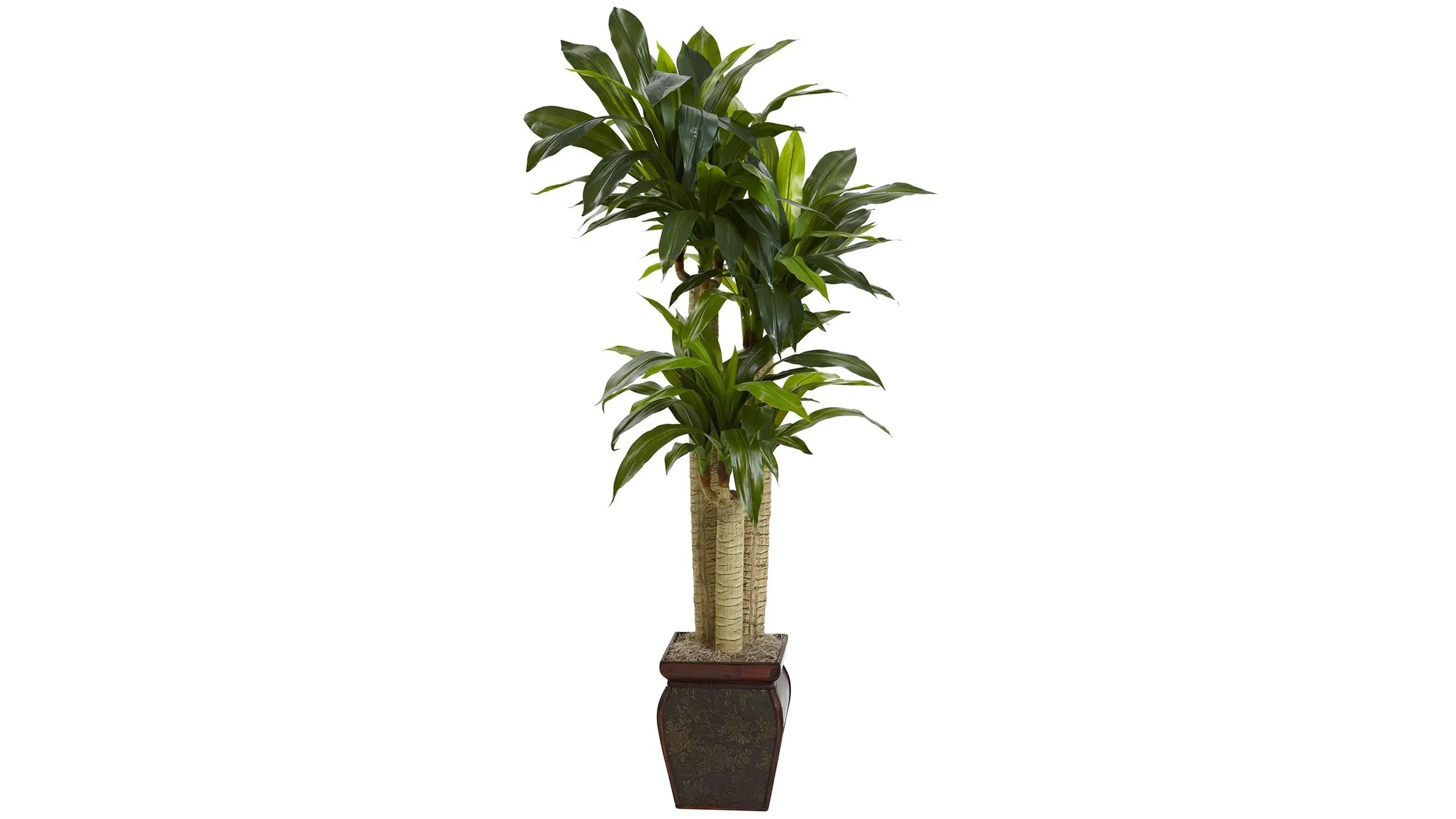 dracaena song of india plant Song of India, Dracaena Reflexa Dragon Tree