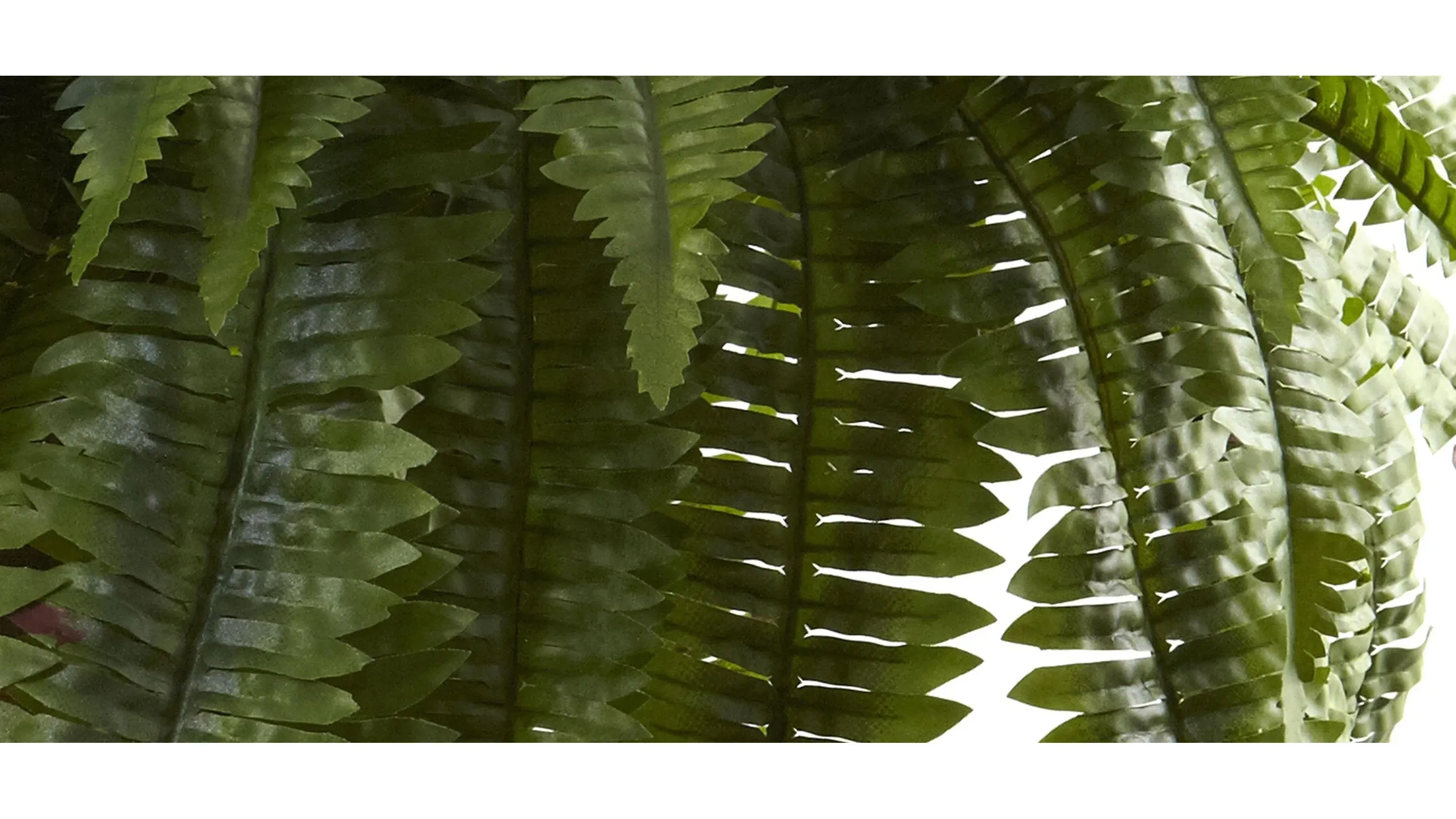 Giant Boston Fern Hanging Basket | Raymour & Flanigan