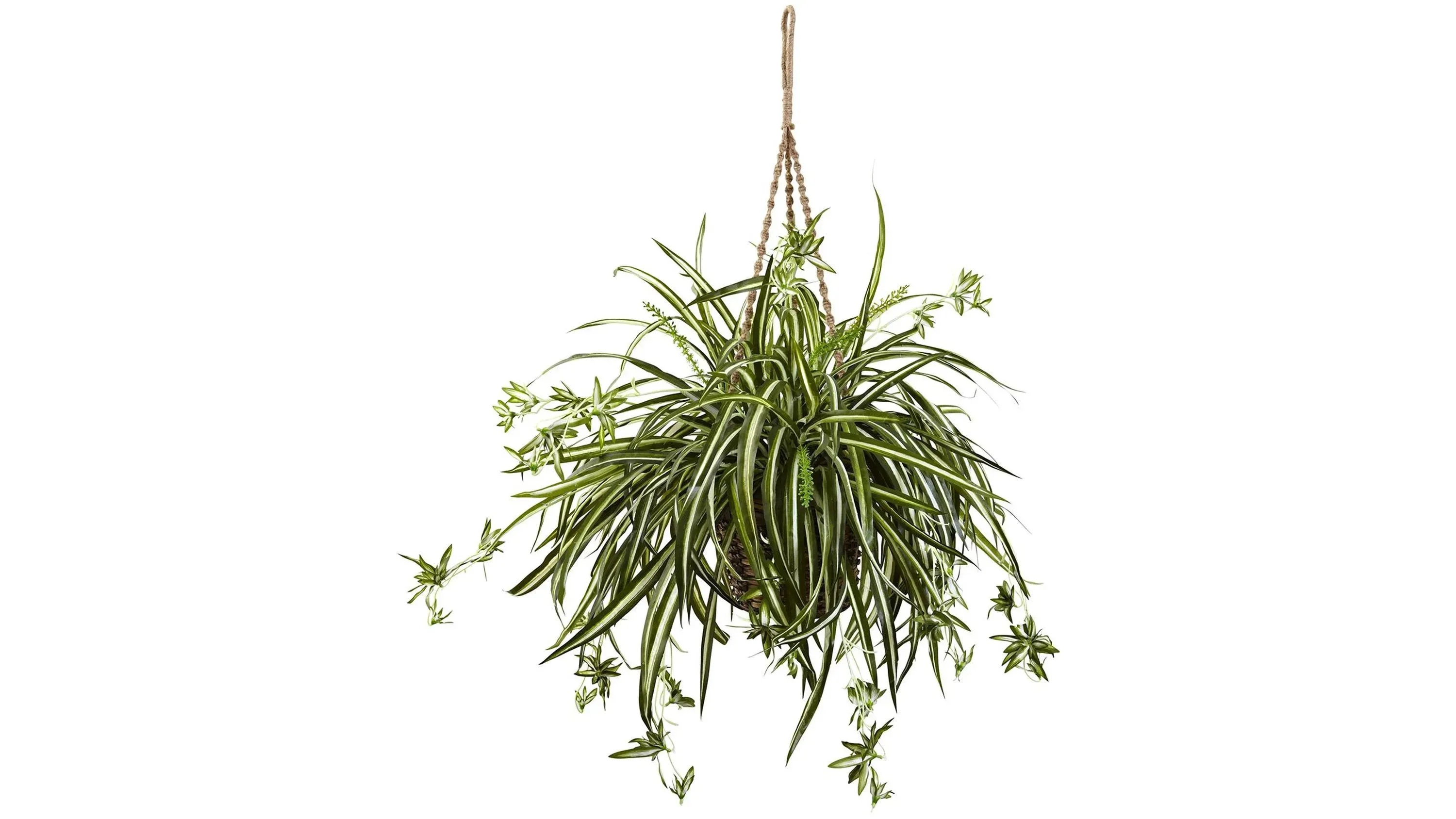 Spider Plant Hanging Basket