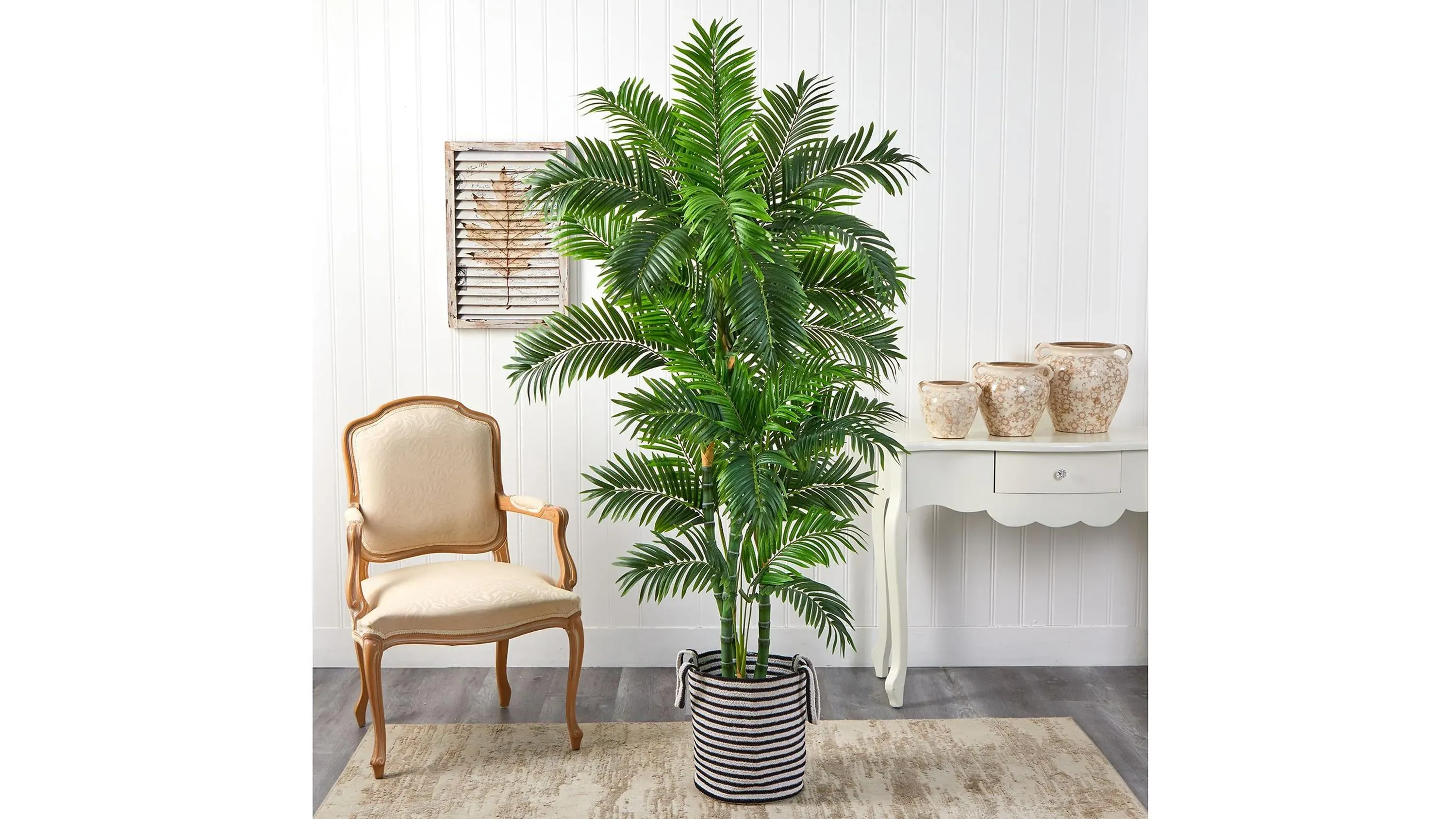 all types of snake plant Sansevieria --Fernwood Punk Snake Plant--