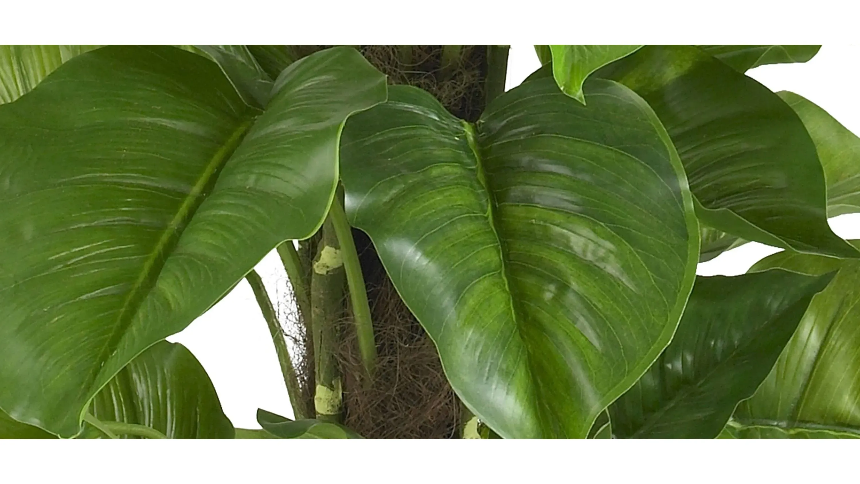 illicium plants Illicium parviflorum Florida Sunshine main image 0
