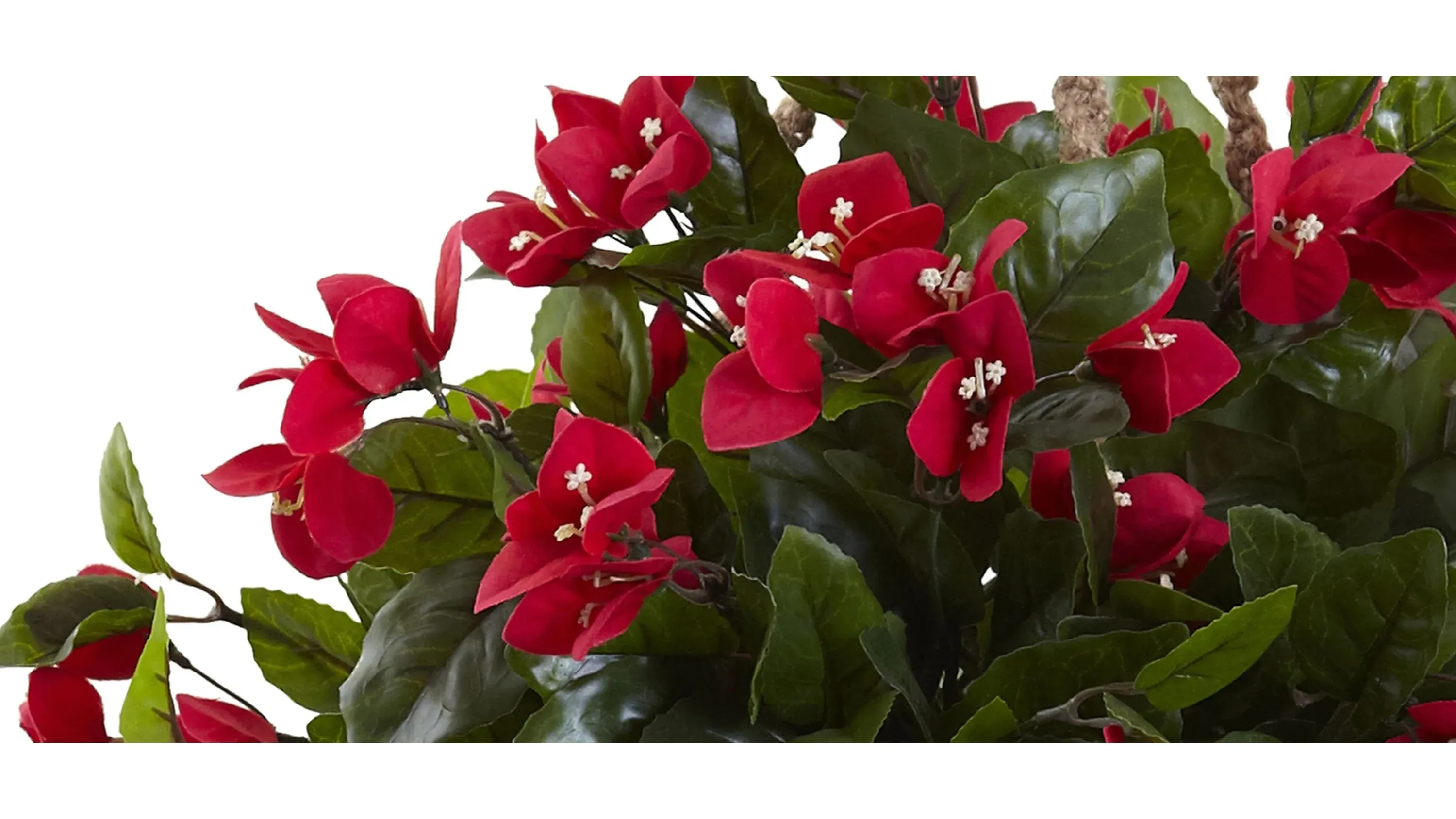 house plant money tree Pachira aquatica Stump – Plant Material main image 1