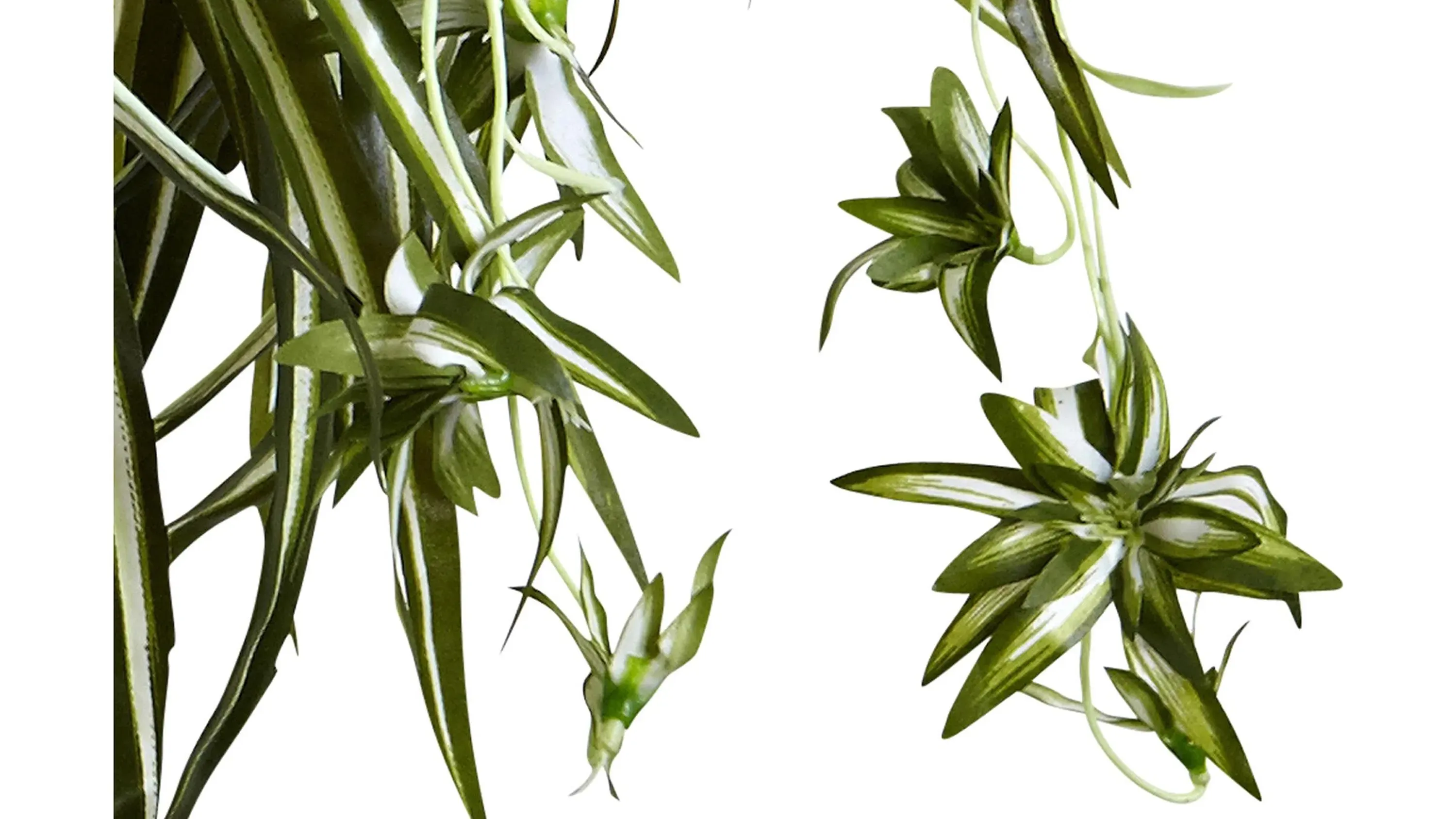 Spider Plant Hanging Basket