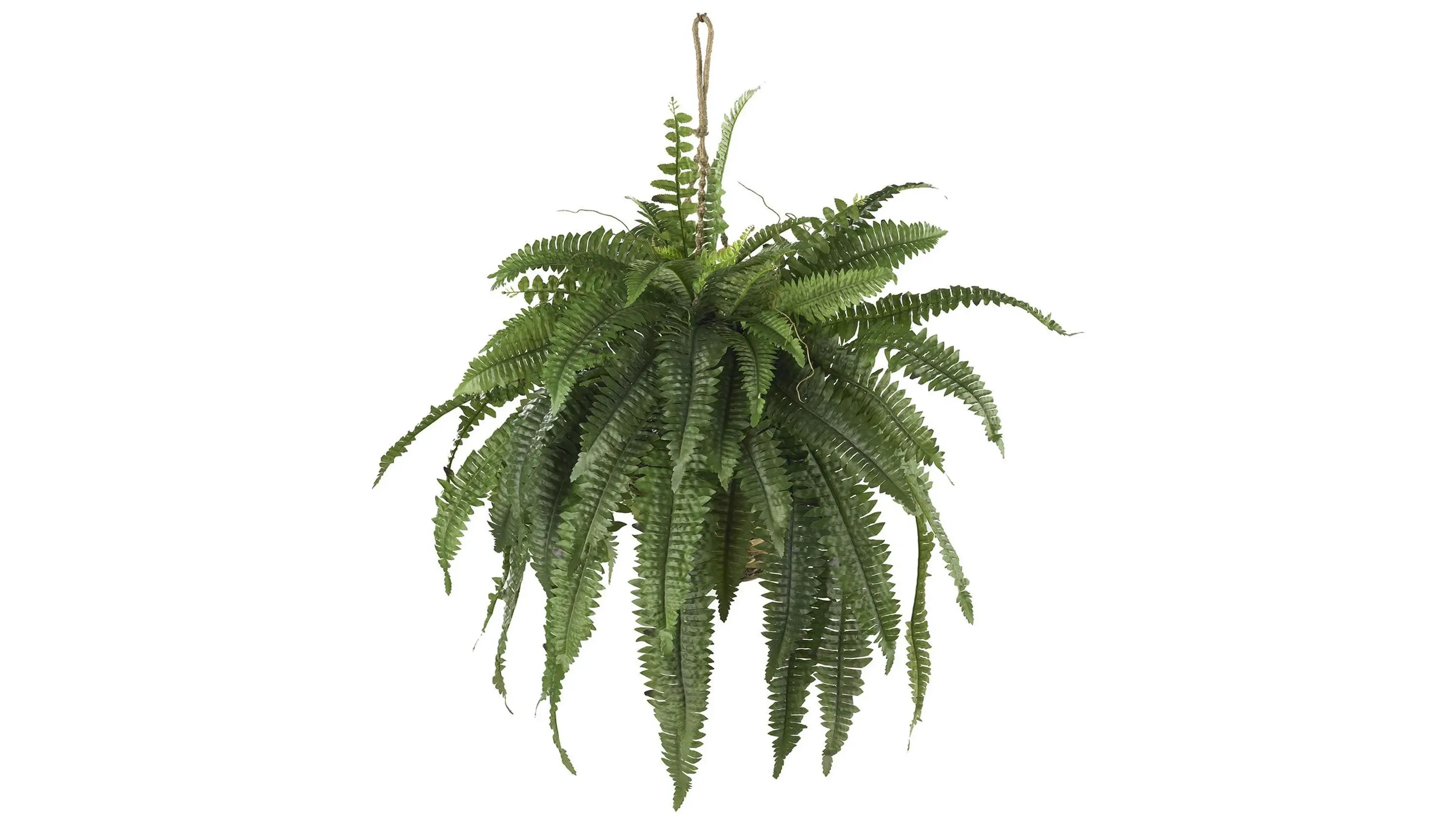 neeml rhododendron Premier Plant Solutions 11931 Rhododendron Nova Zembla, 3 Gallon