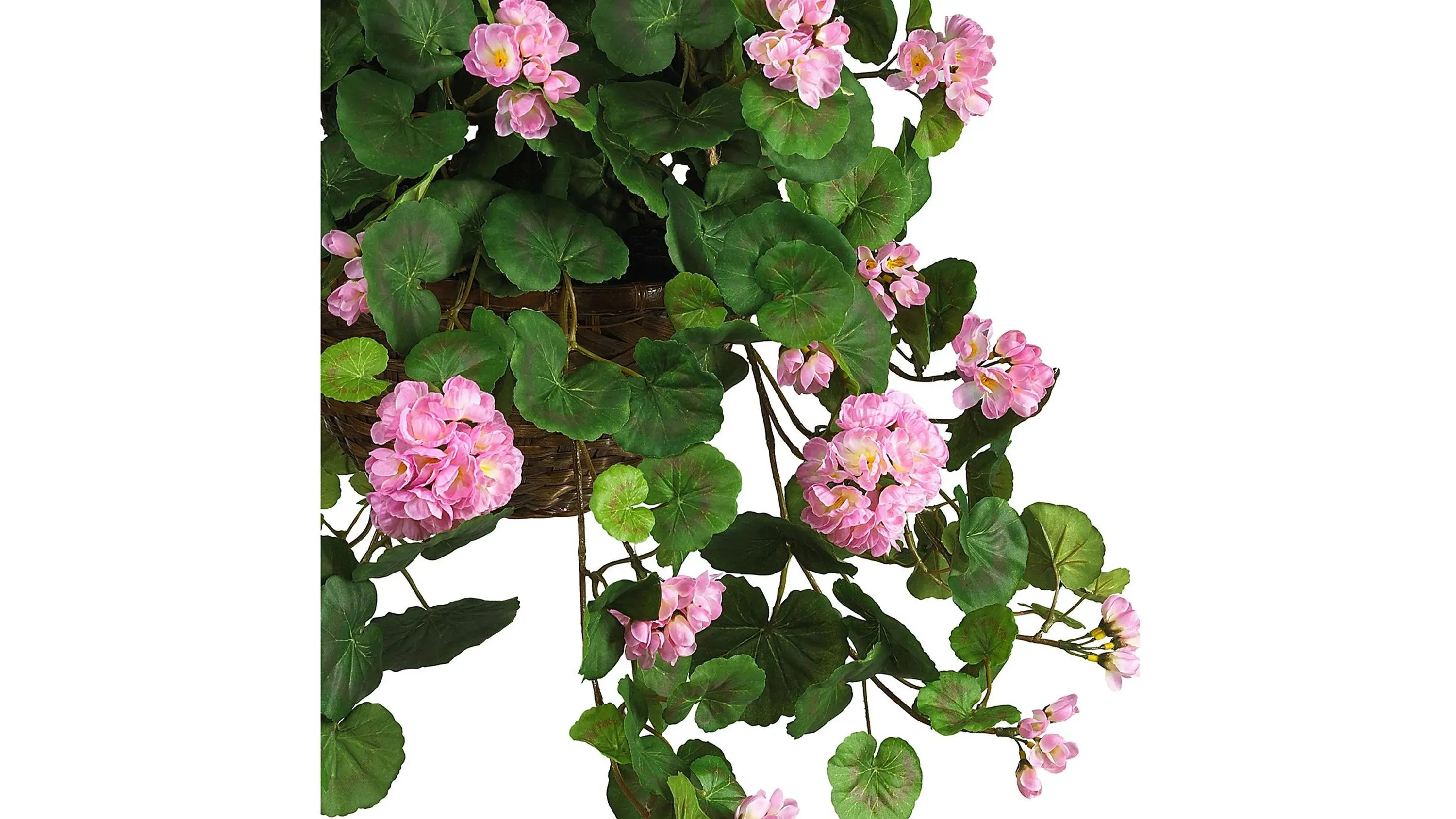 lucky money tree Money Tree Plant main image 0