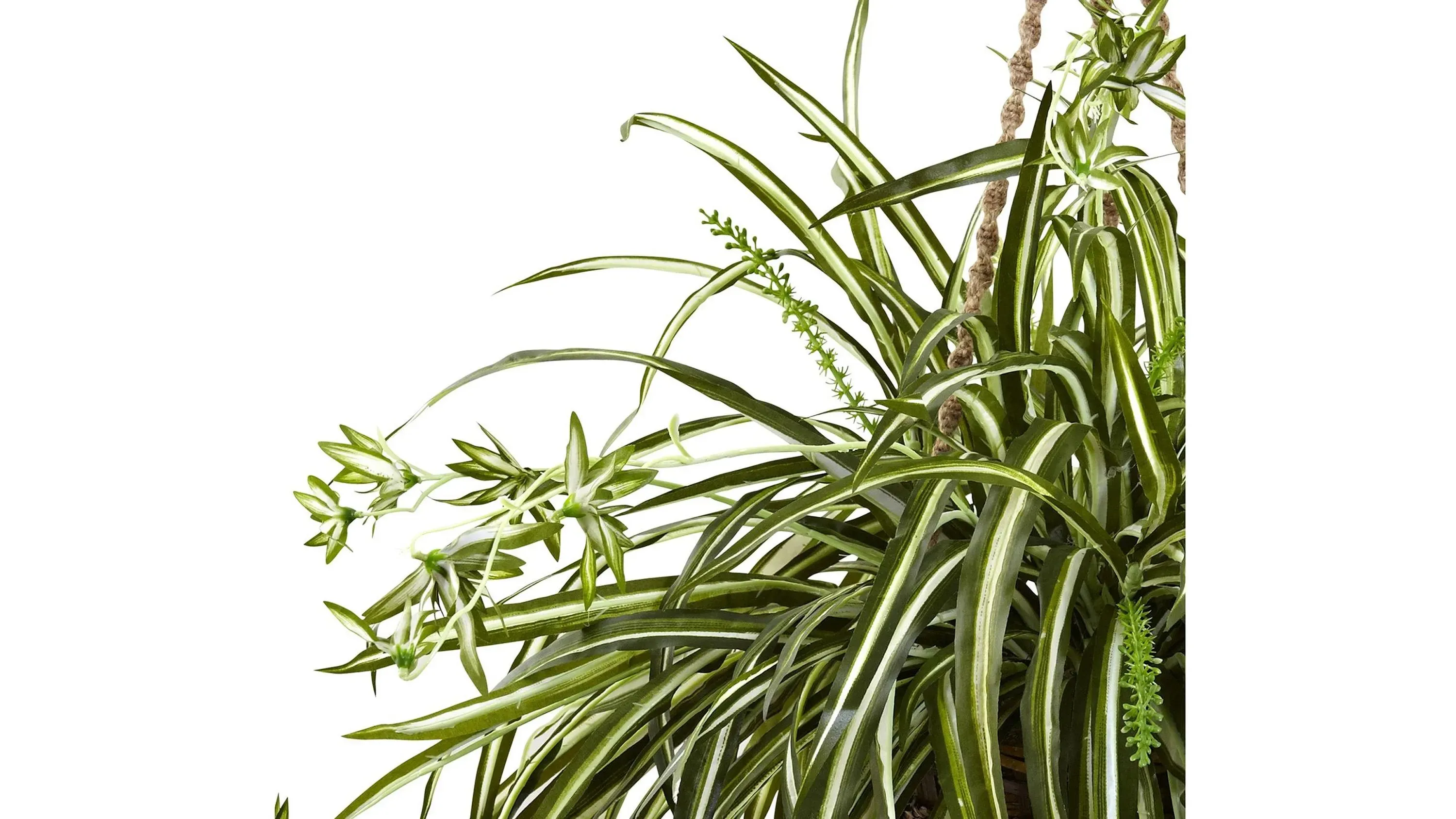 Spider Plant Hanging Basket