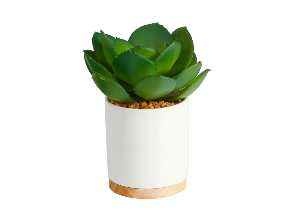 6in. Succulent Artificial Plant in White Ceramic Planter | Raymour &  Flanigan | Raymour & Flanigan