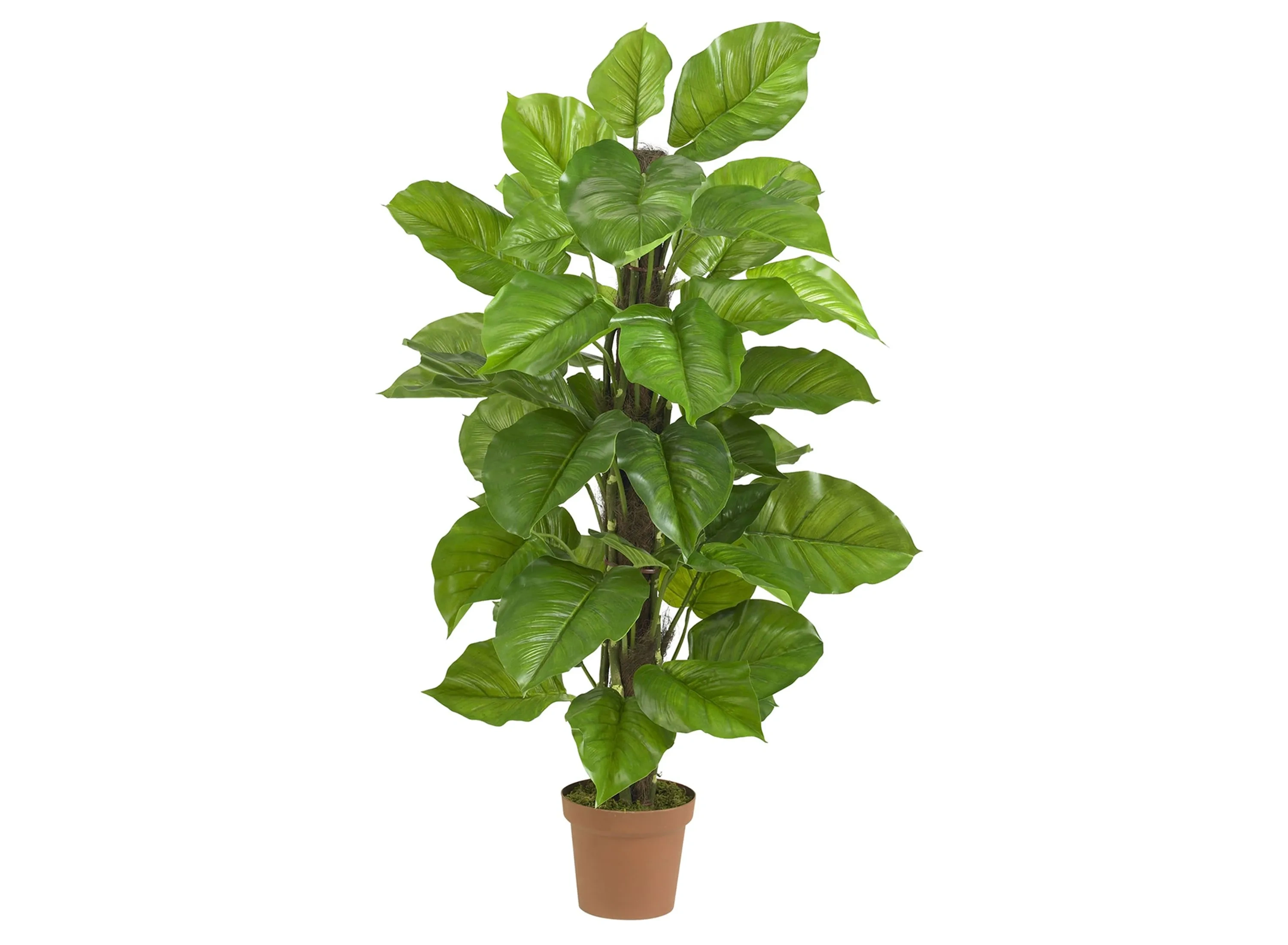 chinese money plant big Shop 'Chinese Money Plant – Pilea peperomioides' Care & Info main image 1