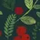 Holly Evergreen