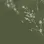 Floral Press Evergreen