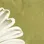 Sage